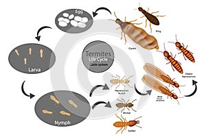 Termite Life Cycle and Reproduction, Caste, social organization