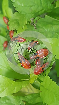 Termite look colorful but can bringdown the whole tree!