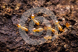 Termite photo