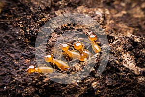 Termite photo