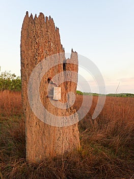 Termite mound