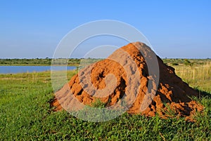 Termite mound