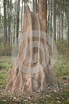 Termite mound