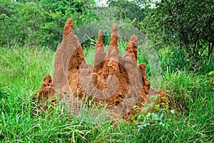 Termite mound