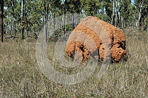 Termite Mound