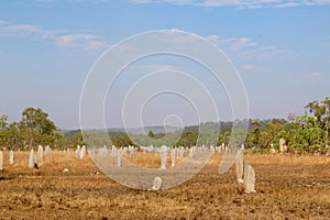 Termite Mound