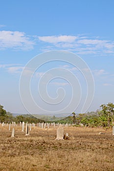 Termite Mound