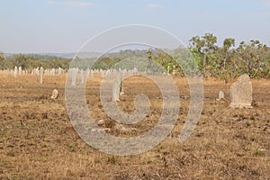 Termite Mound