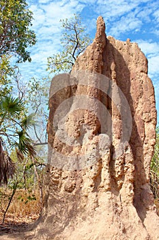 Termite Mound