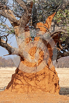 Termite mound around tree in Namibia, Africa.