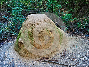 Termite Mound, Australian Bush
