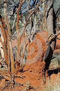 Termite mound in the Australian bush