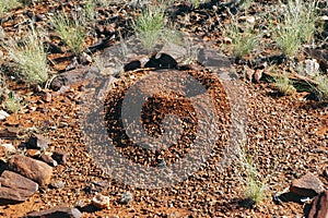 Termite mound in the Australian bush