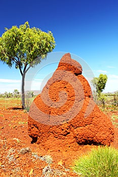 Termite Mound in Australian Outback, Western Australia