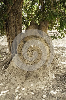 Termite mound, Burkina Faso