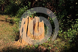 Termite mound in forest