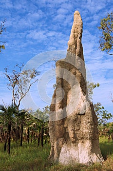 Termite Mound photo