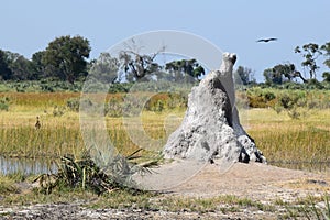 Termite mound on a island in the Okavango Delta Botswana