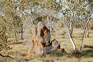 Termite Mound - Kimberley - Australia