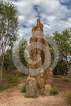 Termite Mound in Litchfield National Park, Northern Territory, Australia