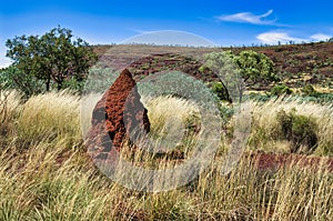 Termite mound made of red earth in the Australian outback.