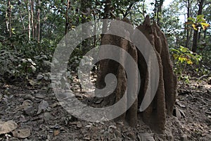 Termite Mound - National Park