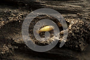 Termite and Termite mound on nature background.