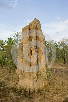 Termite mound in outback australia photo