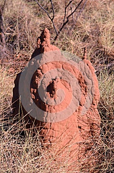 Termite mound in outback Australia