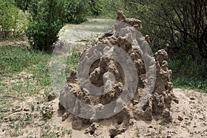 Termite mound in Serengeti National Park