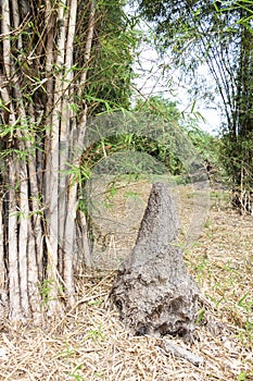 Termite mound or termite in bamboo forest green nature background. All termite is insects species build nests