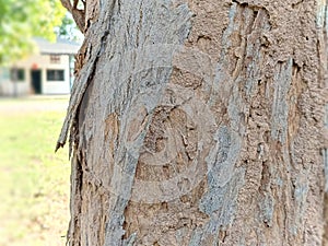 Termite mound on a tree in a rain forest with high humidity.