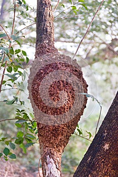 Termite mound on a tree