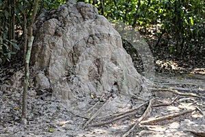 Termite mound in tropical forest. Termit ant nest in jungle. Sand and timber termitary. Insect building in wild nature.