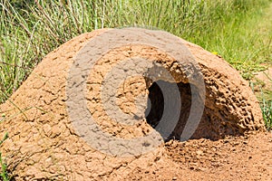 A termite mound used as a den, South Africa