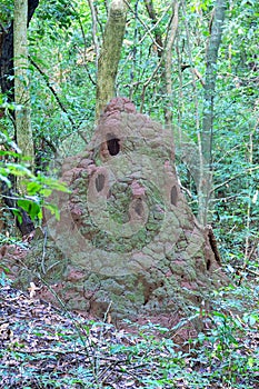 termite mound photo