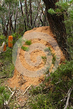 Termite mound in the woods