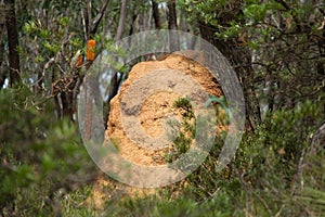 Termite mound in the woods