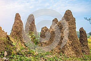 Termite mounds.