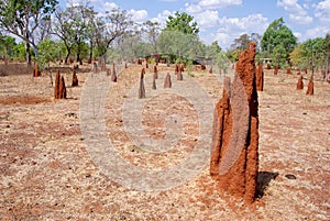 Termite mounds photo