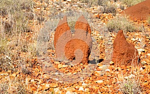 Termite mounds in the arid Australian outback