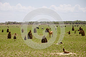 Termite Mounds - Australia