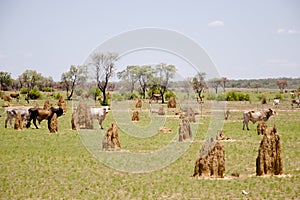 Termite Mounds - Australia