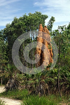 Termite mounds in Australia