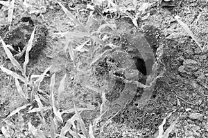 Termite Mounds in the Bush in South Africa