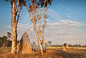 Termite mounds at dawn. Northern Territory, Australia