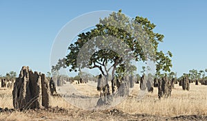 Termite mounds in the far north of Queensland,