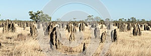 Termite mounds in the far north of Queensland photo