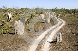 Termite mounds photo