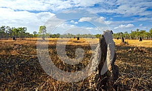 Termite Mounds photo